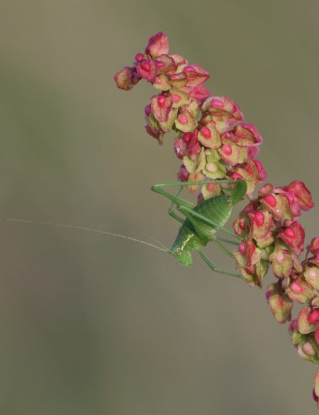 Speckled Bush Cricket on Dock