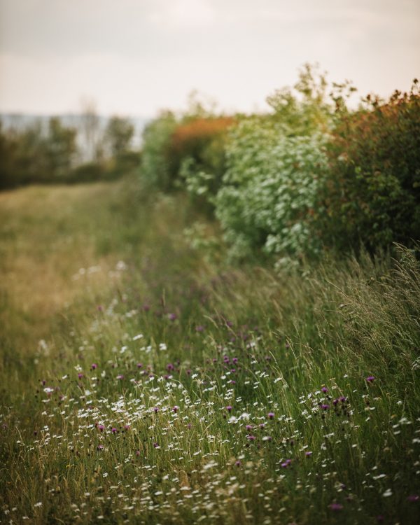 Wildflower Walk